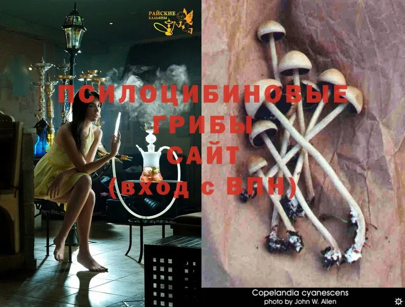 Псилоцибиновые грибы Psilocybe  нарко площадка формула  Удомля 