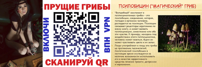 Галлюциногенные грибы Psilocybe  Удомля 